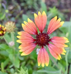 Close-up of flower blooming outdoors