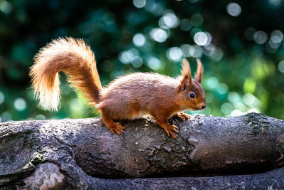 Close-up of squirrel