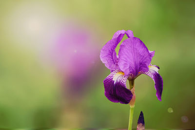 Close-up of purple flower blooming outdoors