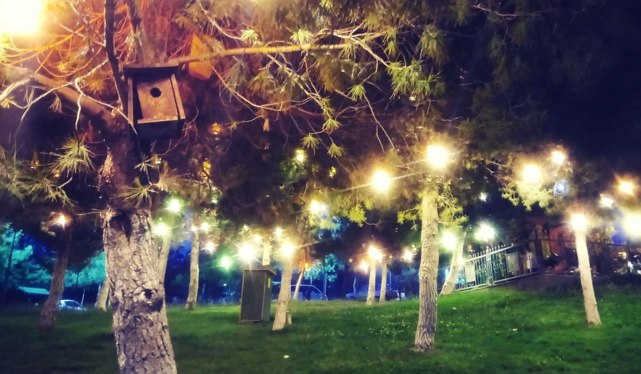 VIEW OF ILLUMINATED TREES AT NIGHT