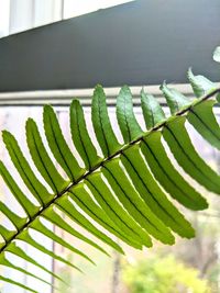 Close-up of fern leaves