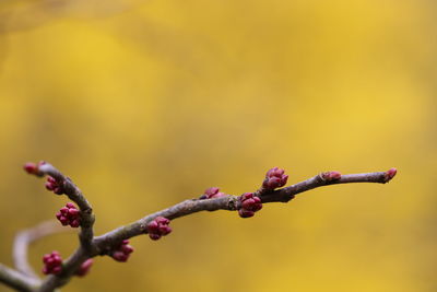 Close-up of flower buds growing on tree