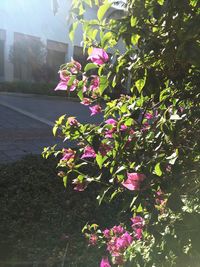 Close-up of fresh flowers in tree