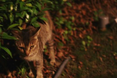 Portrait of cat sitting on plant