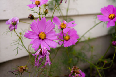 Close-up of pink cosmos flowers