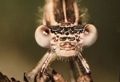 Close-up of spider