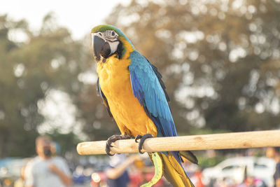 Close-up of a bird perching on branch