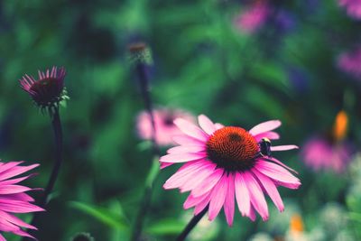 Close-up of pink flower