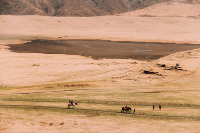 Flock of sheep on landscape