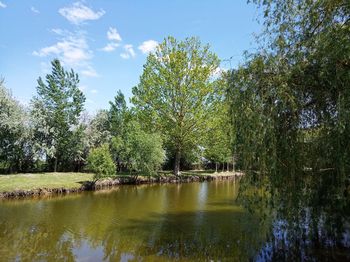 Trees by lake in forest against sky