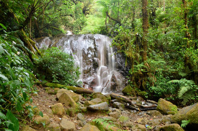 Waterfall in forest