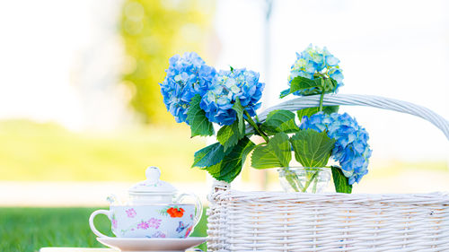 Close-up of potted plant on table