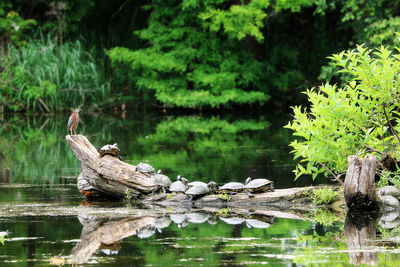 Birds on lake against trees