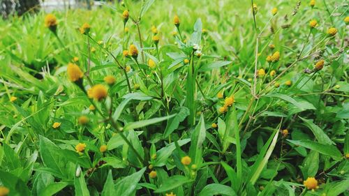 Close-up of plants growing on field