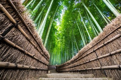 Low angle view of steps amidst trees at forest