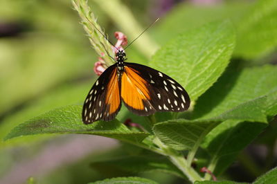 Butterfly perching on leaf