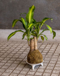 Close-up of potted plant on table against wall