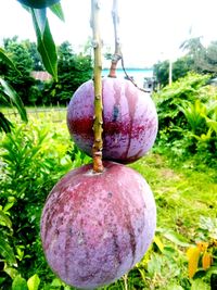 Close-up of fruit hanging on plant