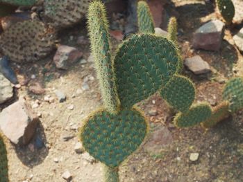 Close-up of prickly pear cactus