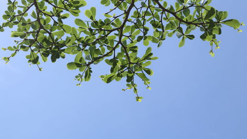 Low angle view of tree against blue sky