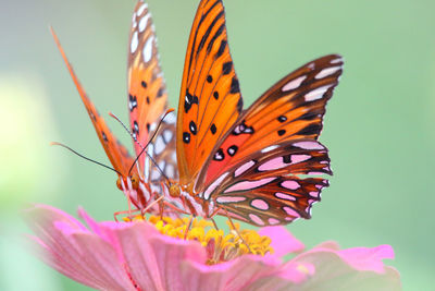 Close-up of butterfly pollinating on flower