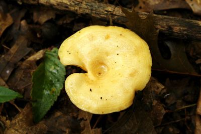 Close-up of mushroom