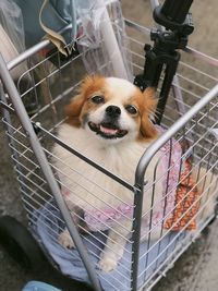 Portrait of dog in basket