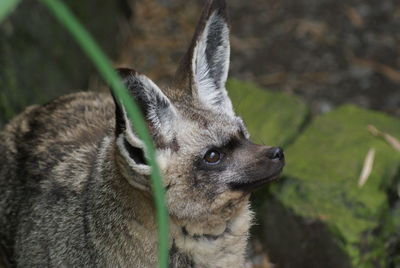 High angle view of bat eared fox