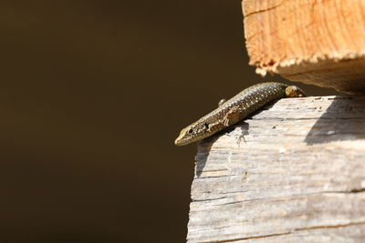 Close-up of lizard on wood