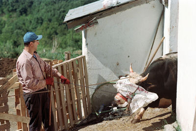 A man holding pull the ox for sacrifice
