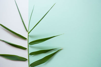 Close-up of plant over white background