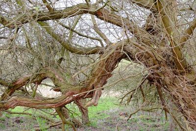 Bare trees in forest