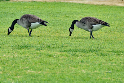 Birds on field