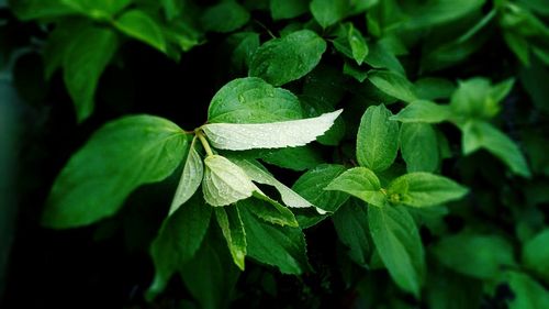 Close-up of green plants