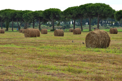 Hay bales on a field bordered by maritime pines.