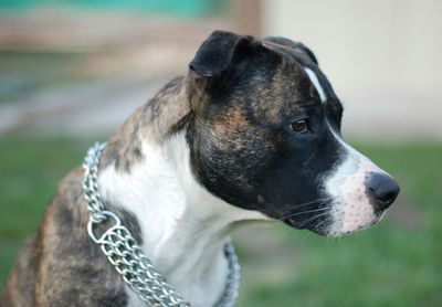 Close-up of dog looking away