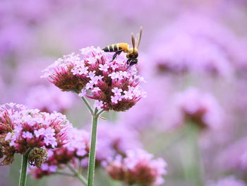 Close-up of bee pollinating on pink flower