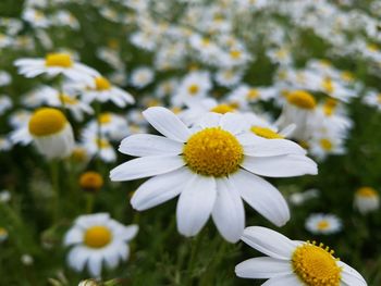 Close-up of flowers blooming outdoors