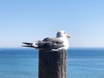 Seagull perching on wooden post by sea against sky