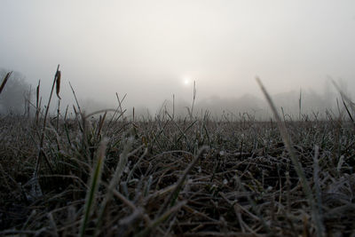 Surface level of grass on field against sky during sunset