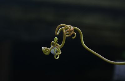 Close-up of spider web on curled vine