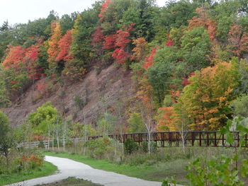 Road passing through forest