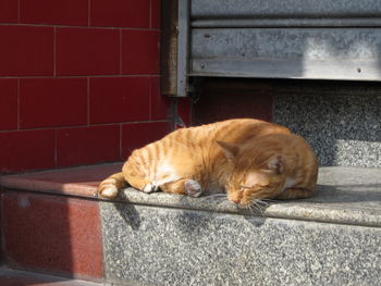 Cat sleeping by brick wall