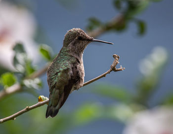 Close-up of bird perching on branch