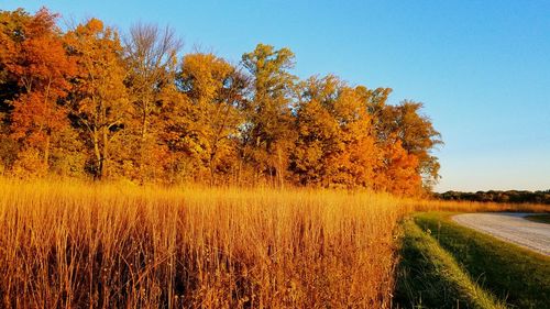 Trees on field against sky during autumn