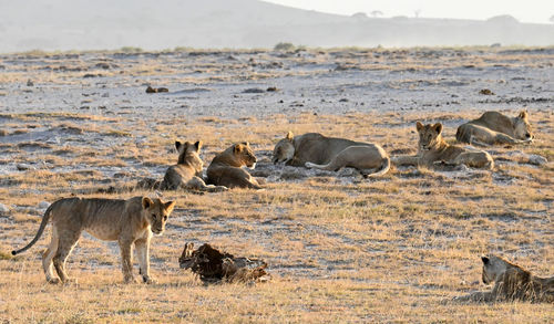 Lioness drinking water