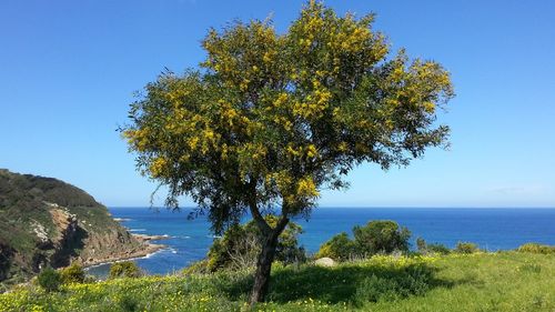 Tree by sea against clear blue sky