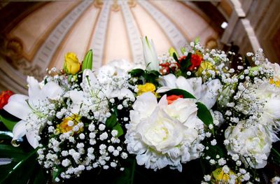 Close-up of white flowering plant