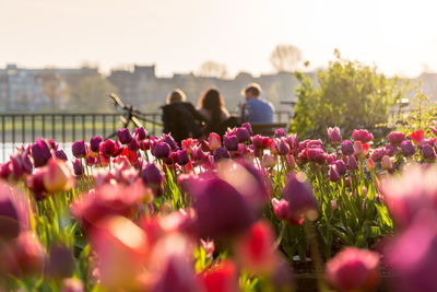 Close-up of flowers in city