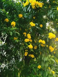 Yellow flowers blooming in spring